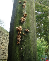 Fungi On Stem