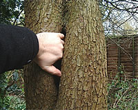 Hand In Cavity