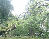 Collapsed Beech