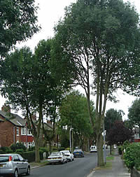 Street Trees